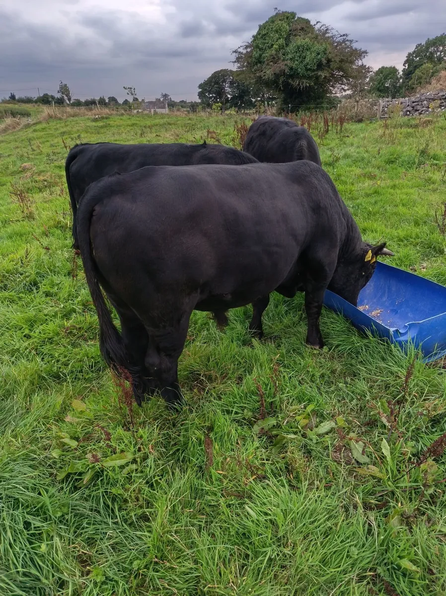 Registered Dexter Bull - Image 1