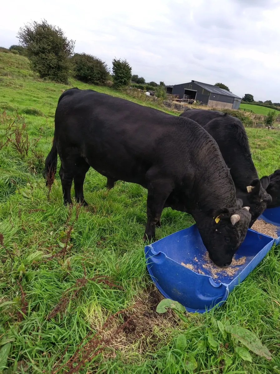 Registered Dexter Bull - Image 2