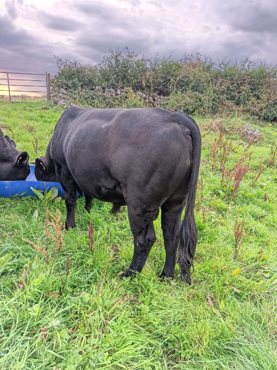 Registered Dexter Bull - Image 3