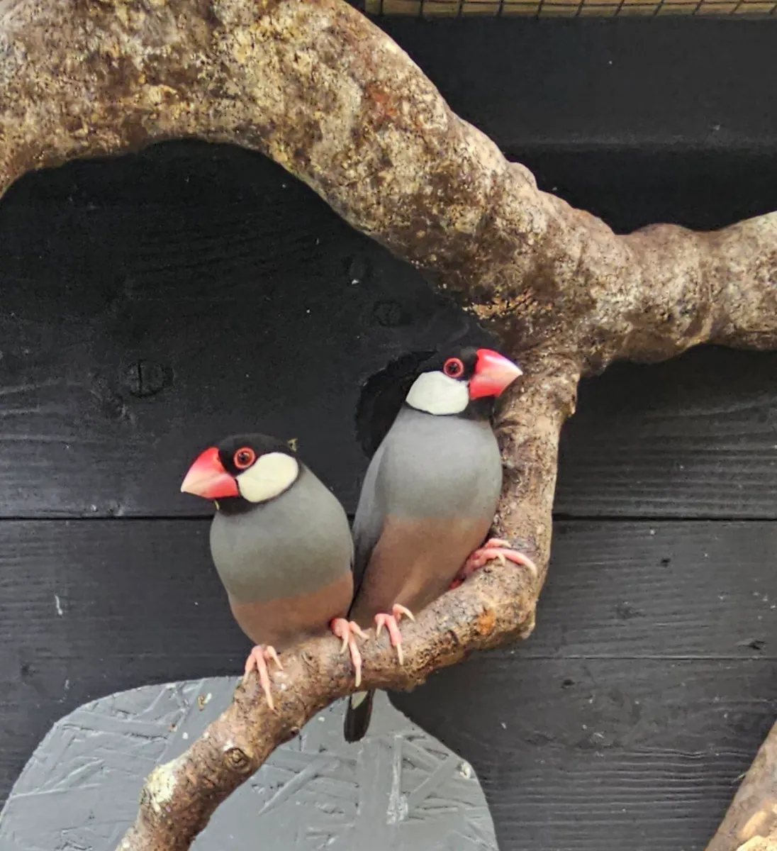 Java sparrow pair - Image 1