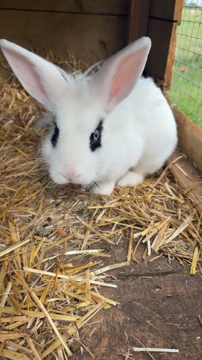 Dwarf rabbit - Image 1