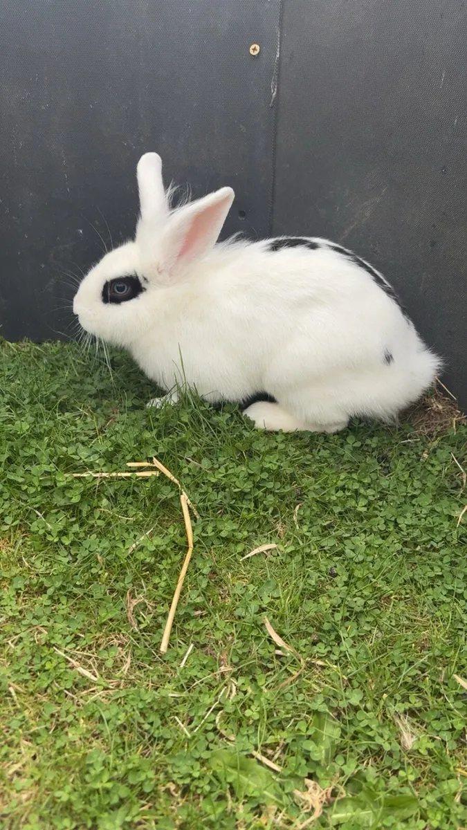 Dwarf rabbit - Image 2
