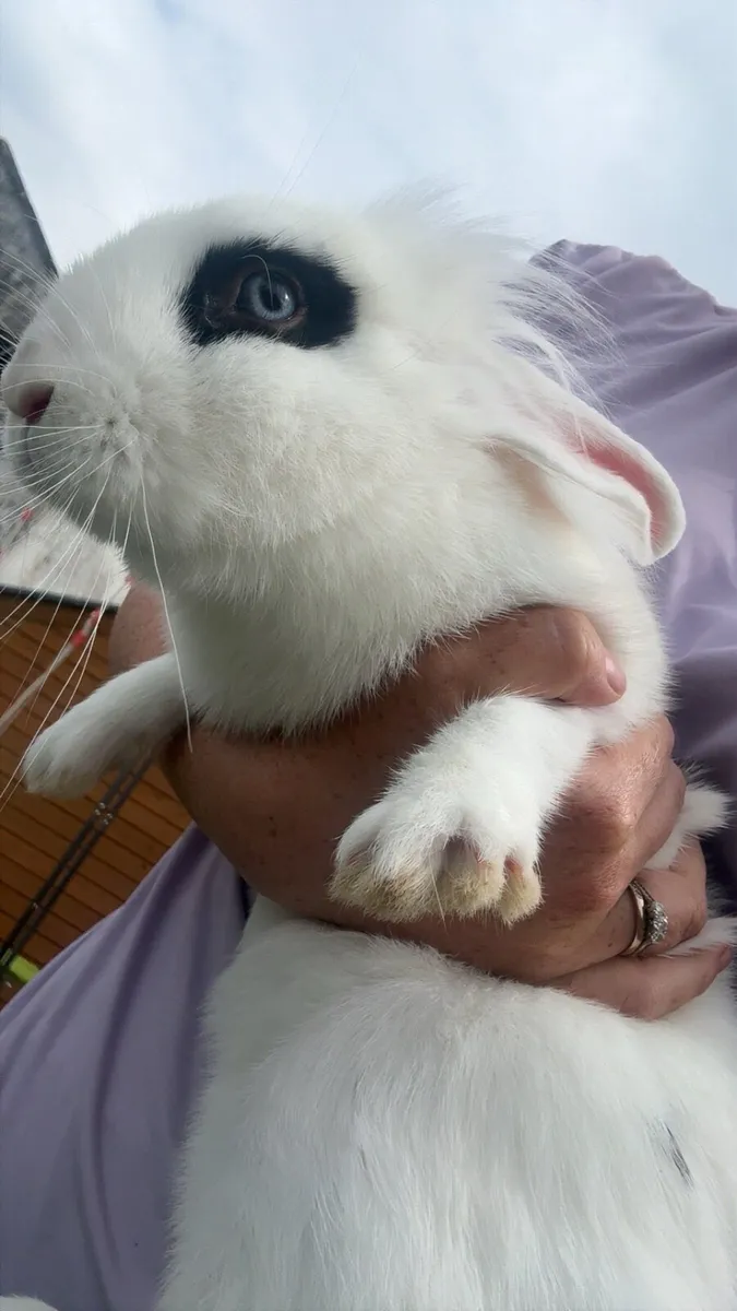 Dwarf rabbit - Image 3