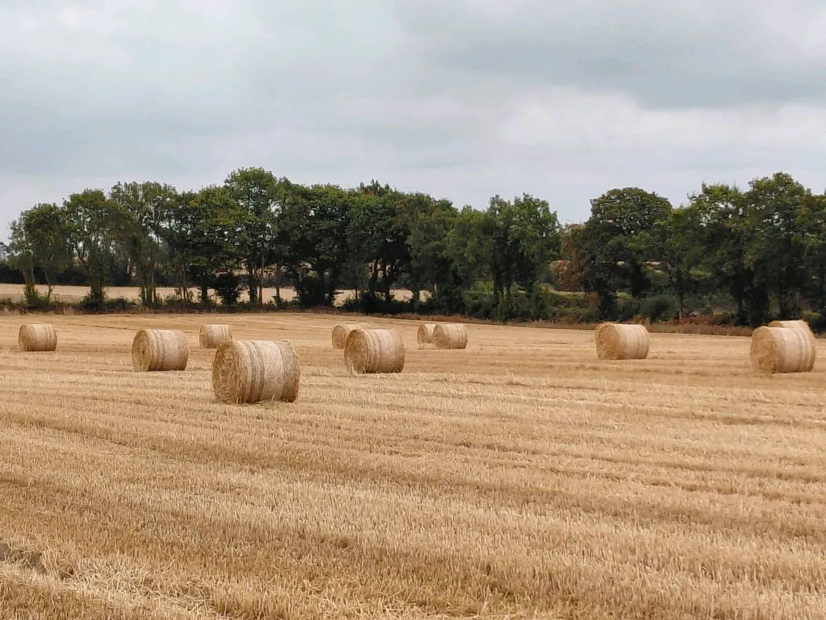 Wheaten Straw