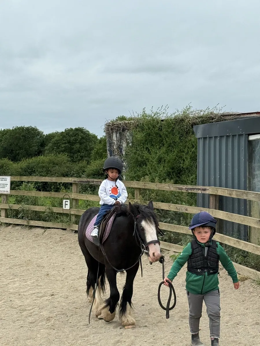 12.2 bombproof pony - Image 1