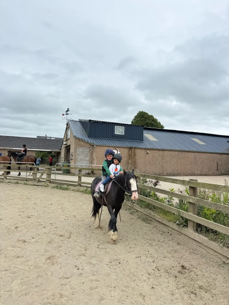 12.2 bombproof pony - Image 2