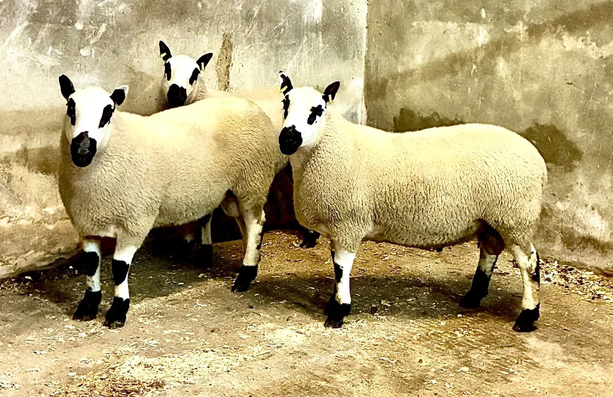 Kerryhill Shearling Rams - Image 4