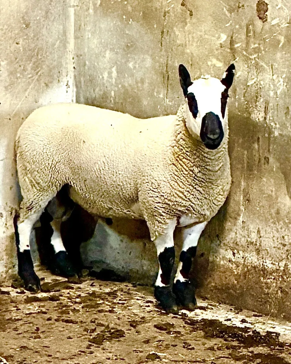 Kerryhill Shearling Rams - Image 1