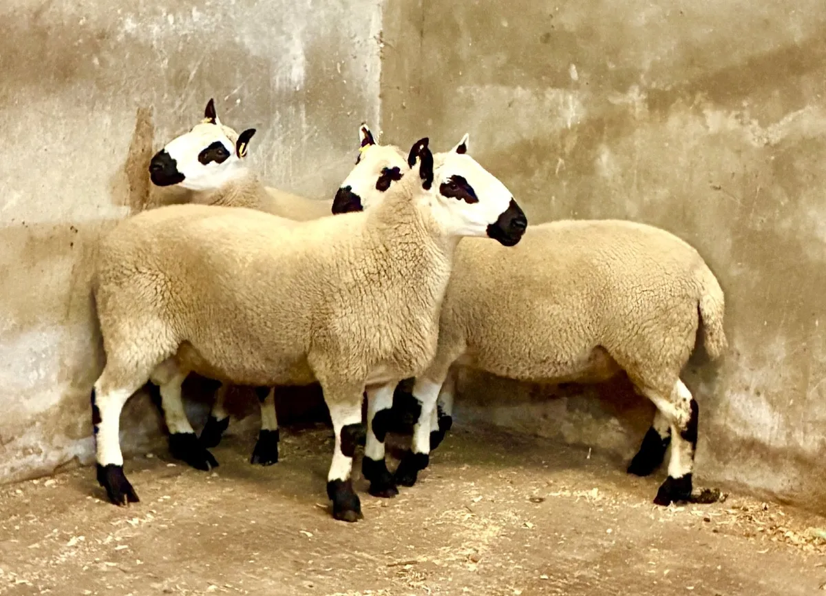 Kerryhill Shearling Rams - Image 2