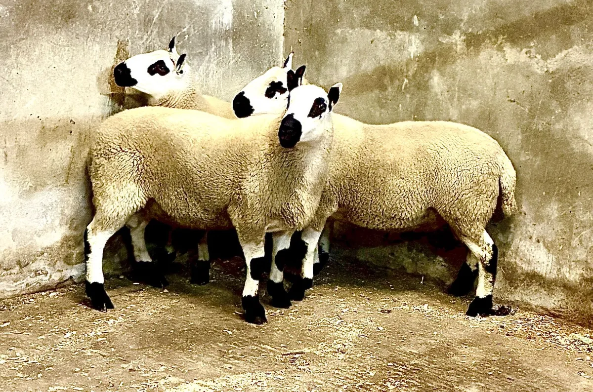 Kerryhill Shearling Rams - Image 3