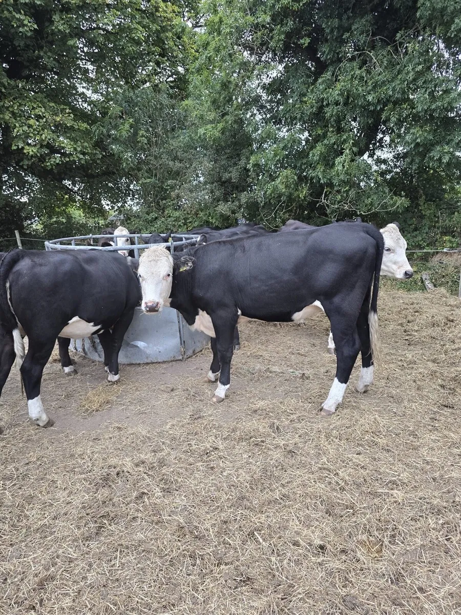 20 Angus and Hereford heifers - Image 1