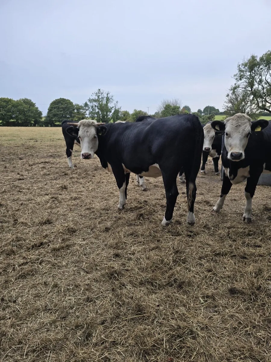 20 Angus and Hereford heifers - Image 2