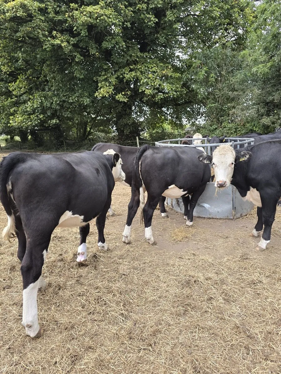 20 Angus and Hereford heifers - Image 3