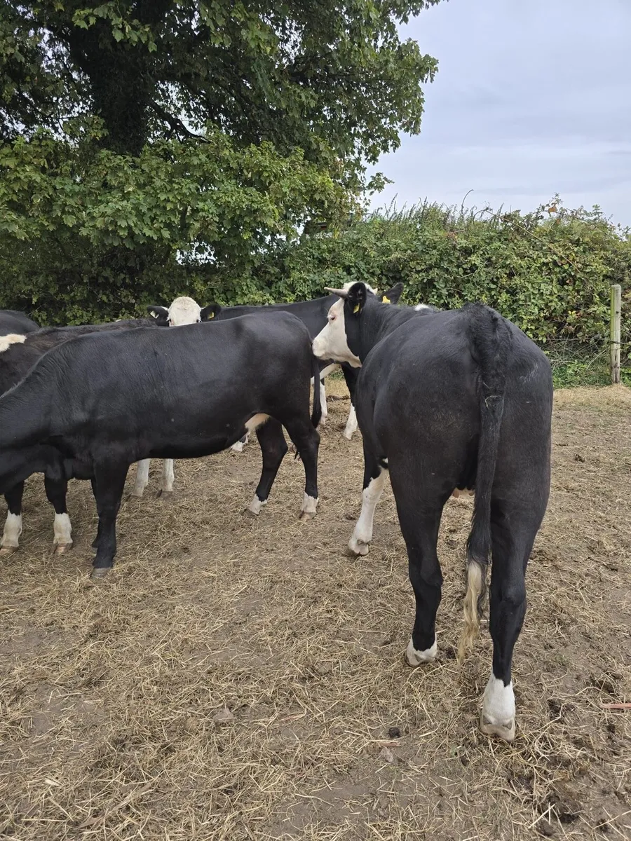 20 Angus and Hereford heifers - Image 4