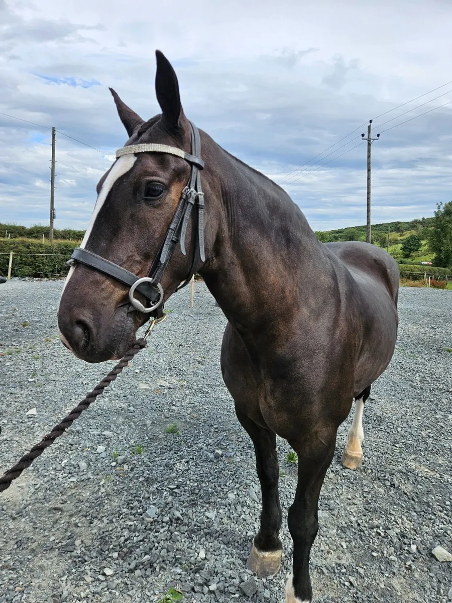 Cob gelding - Image 1