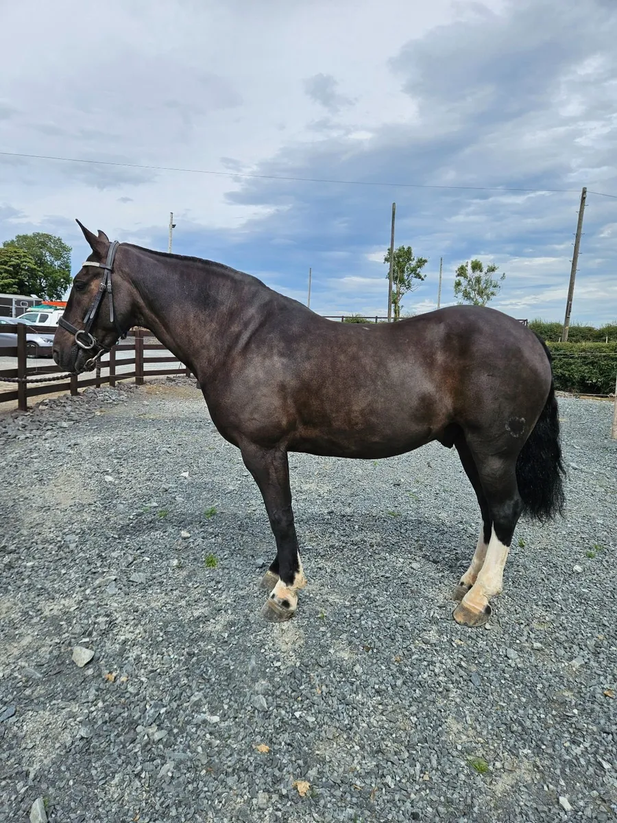 Cob gelding - Image 2