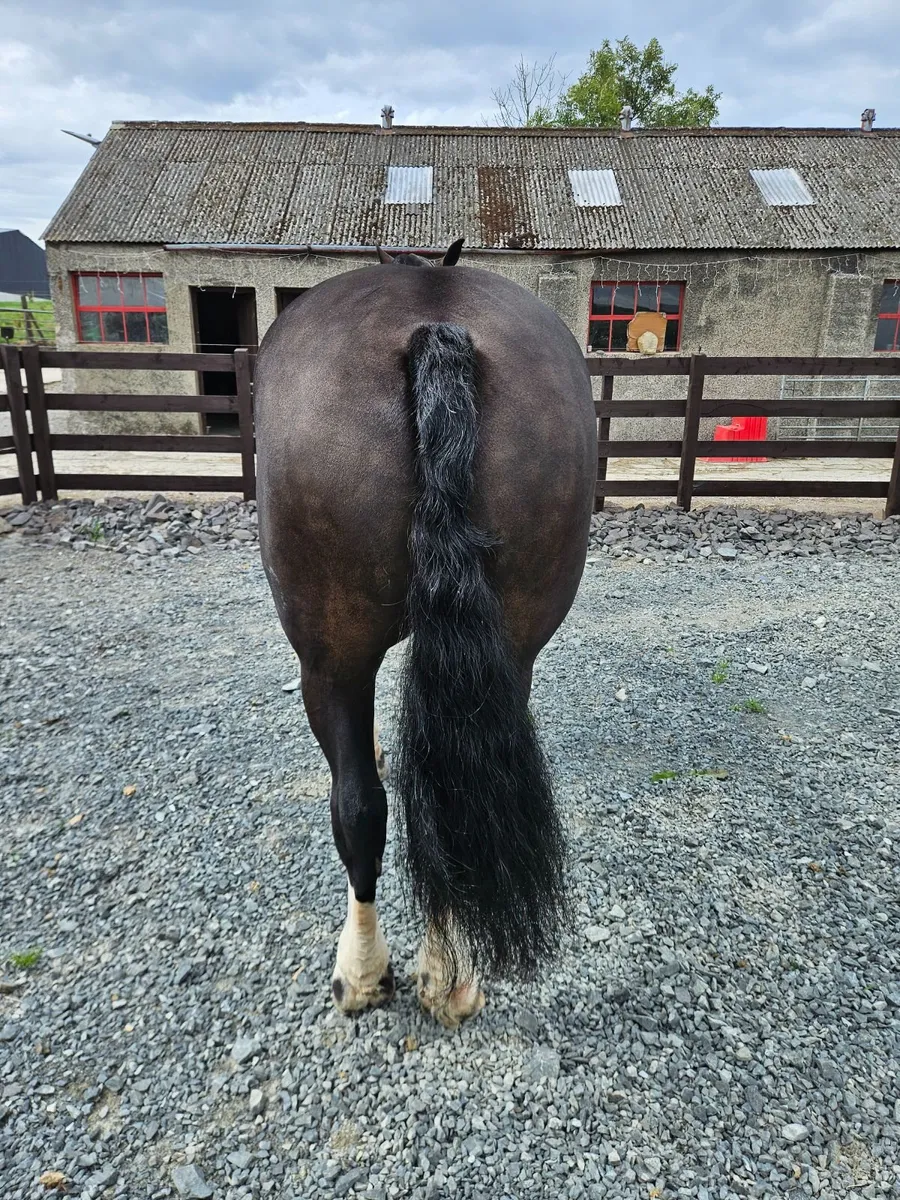 Cob gelding - Image 3