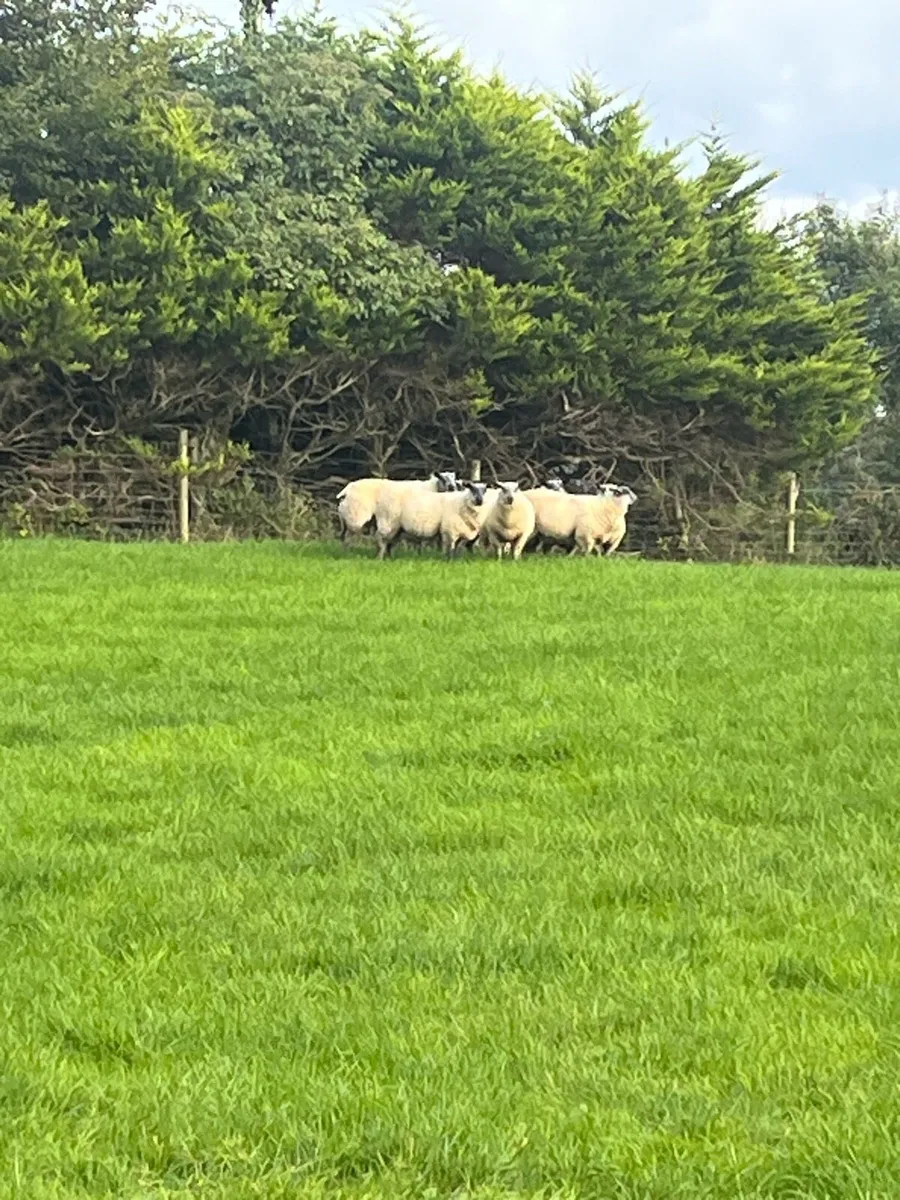 Bleu Du Maine Rams - Image 2