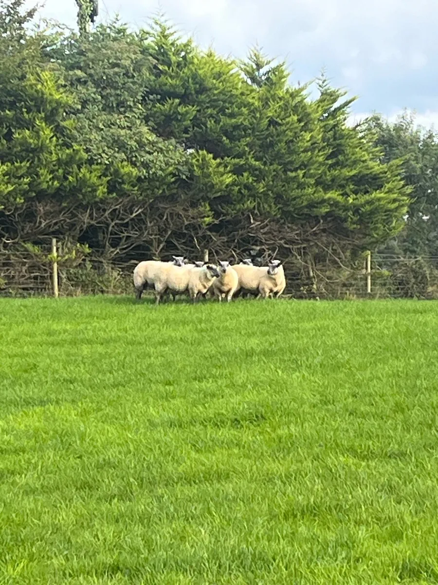 Bleu Du Maine Rams - Image 1