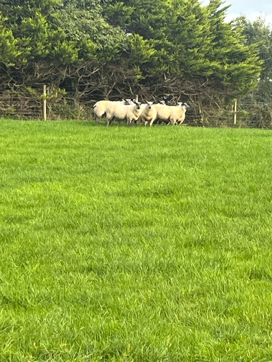 Bleu Du Maine Rams - Image 3