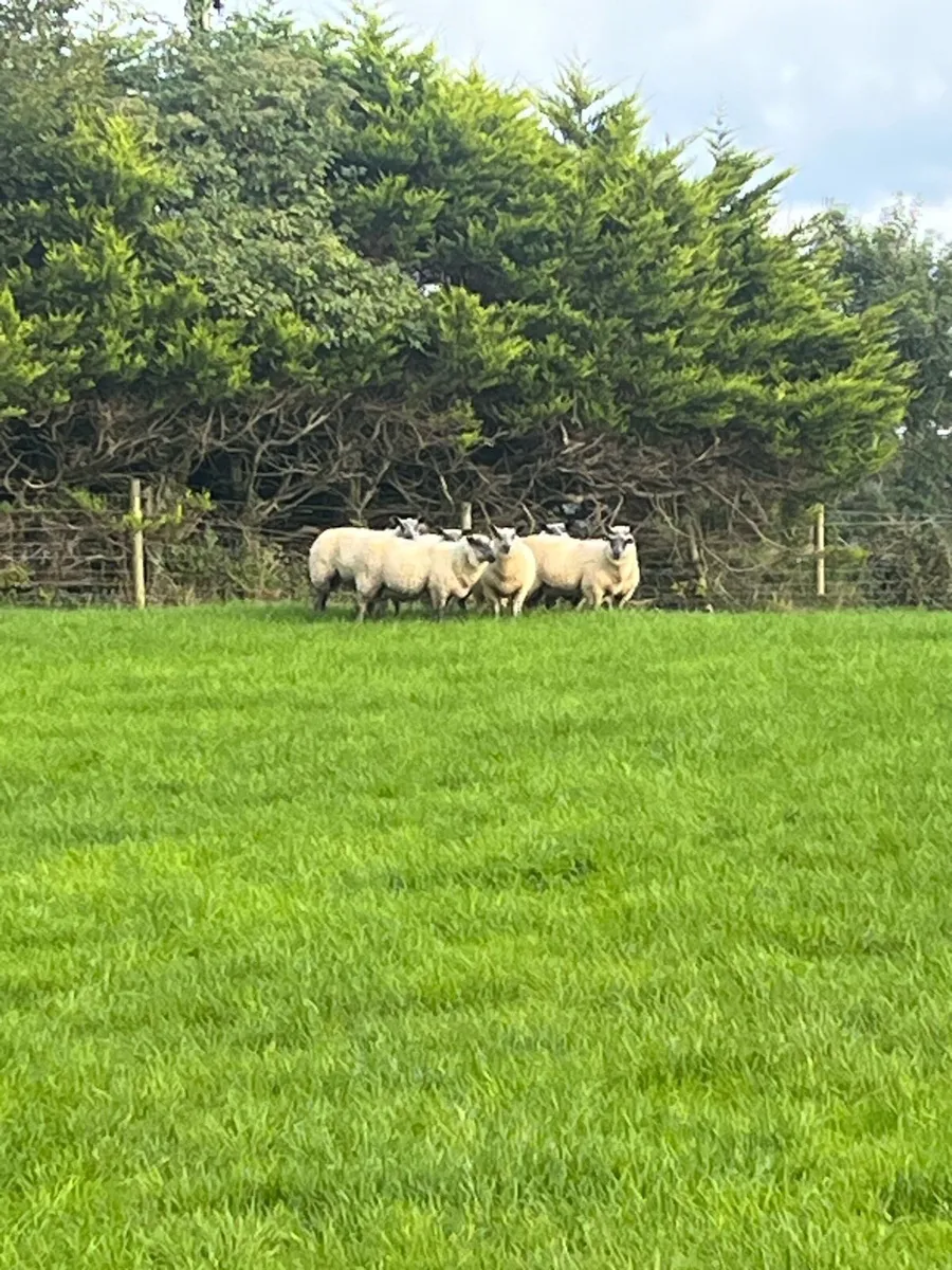 Bleu Du Maine Rams - Image 4