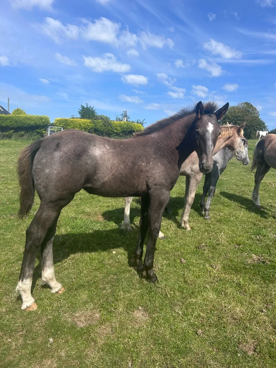Two Quality Irish Draught Filly Foals - Image 1