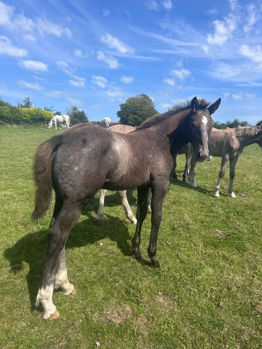 Two Quality Irish Draught Filly Foals - Image 3