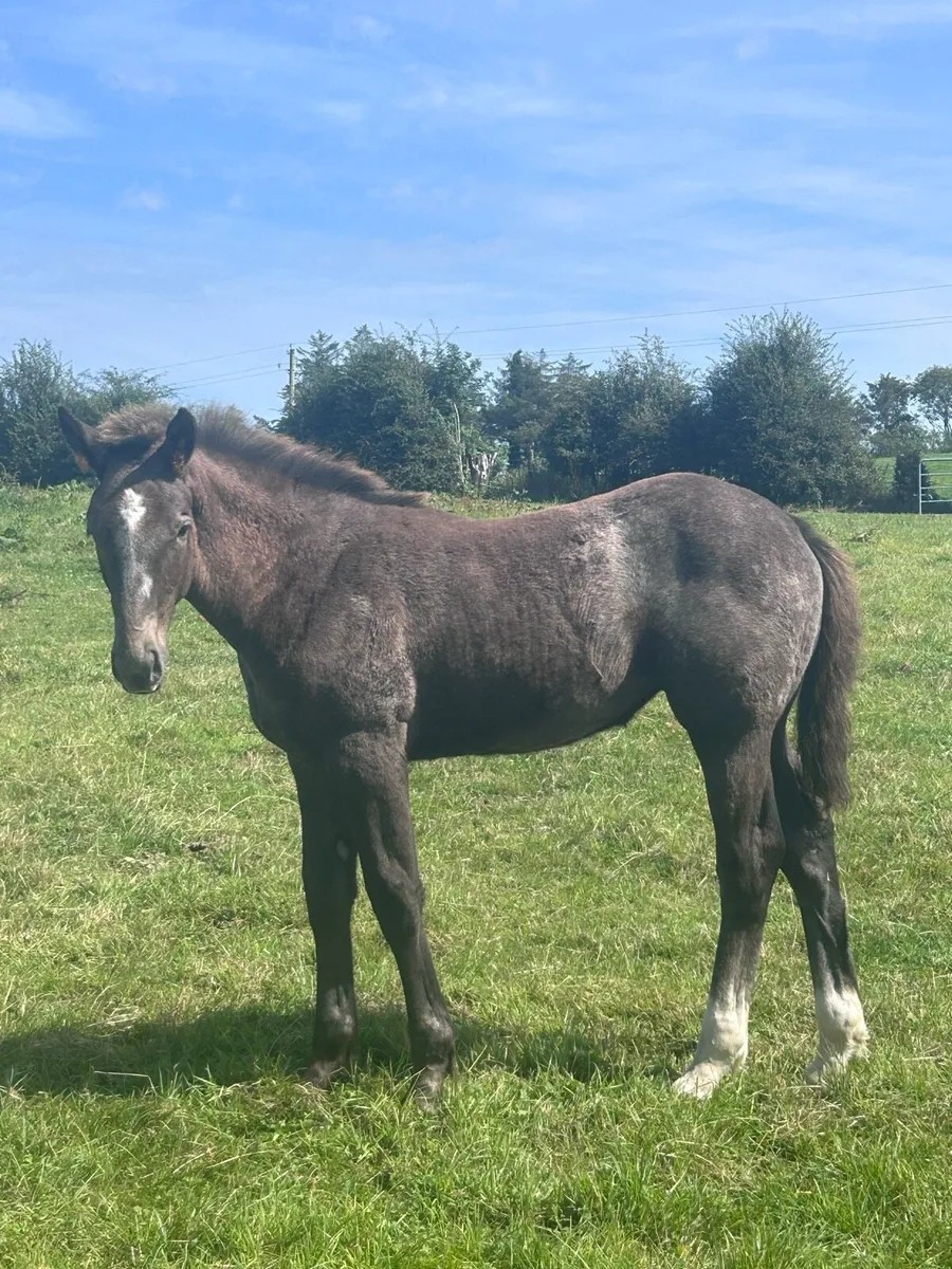 Two Quality Irish Draught Filly Foals - Image 2