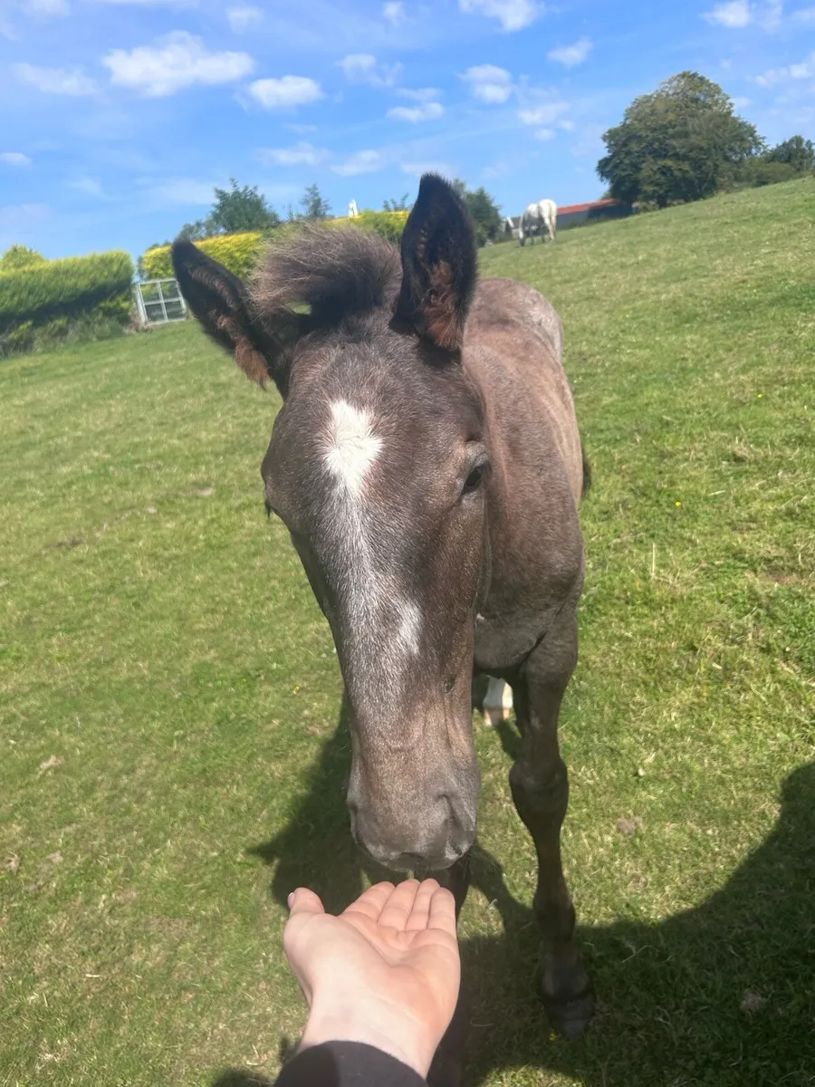 Two Quality Irish Draught Filly Foals - Image 4