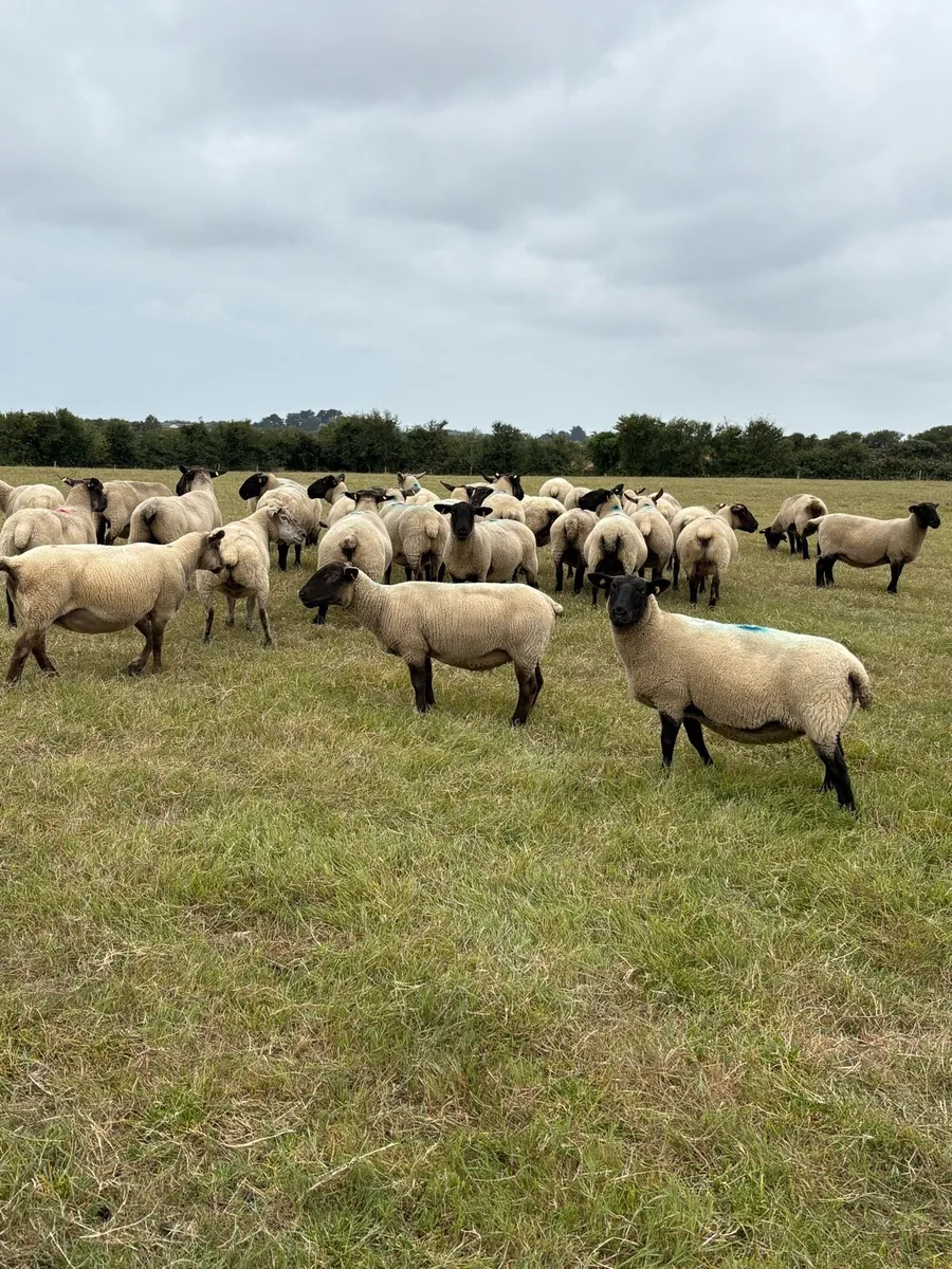 Full and broken mouthed ewes - Image 1