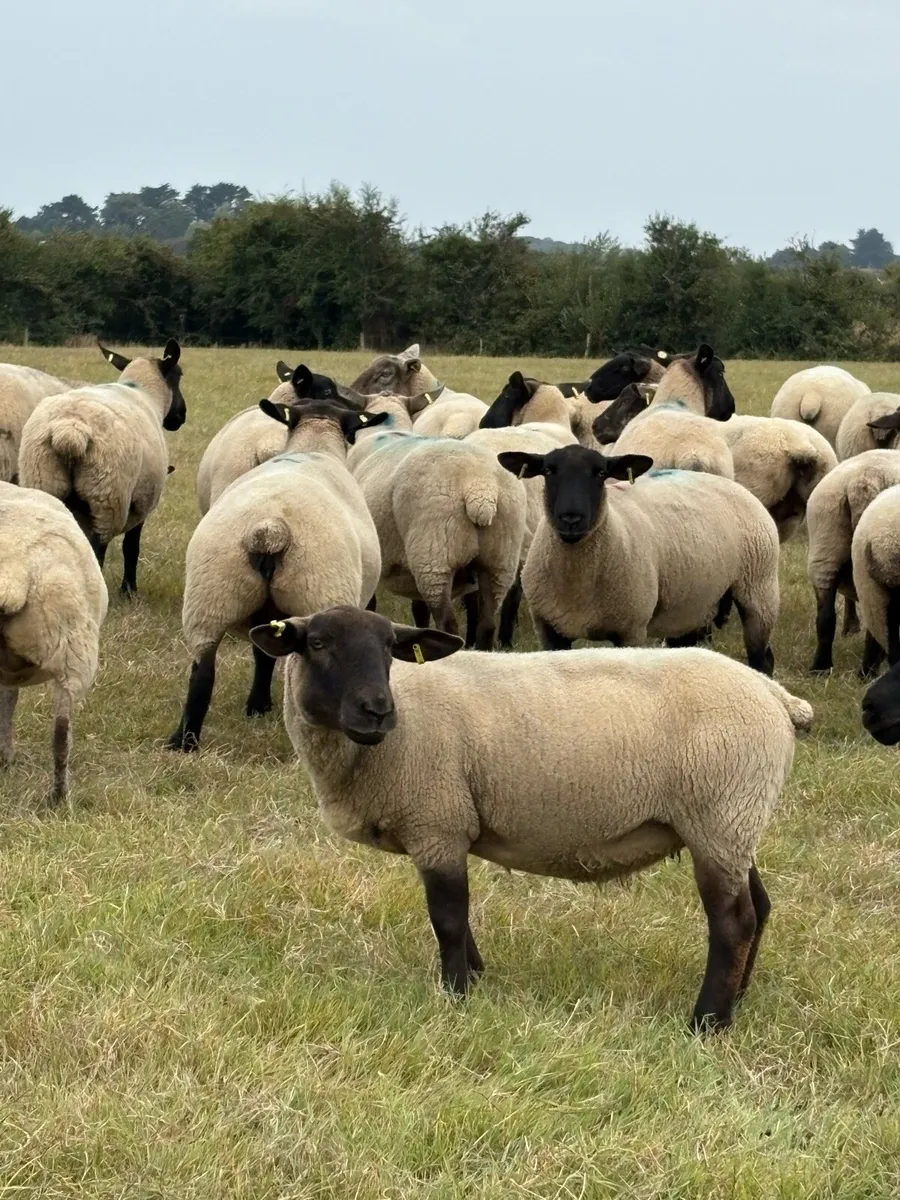 Full and broken mouthed ewes - Image 2