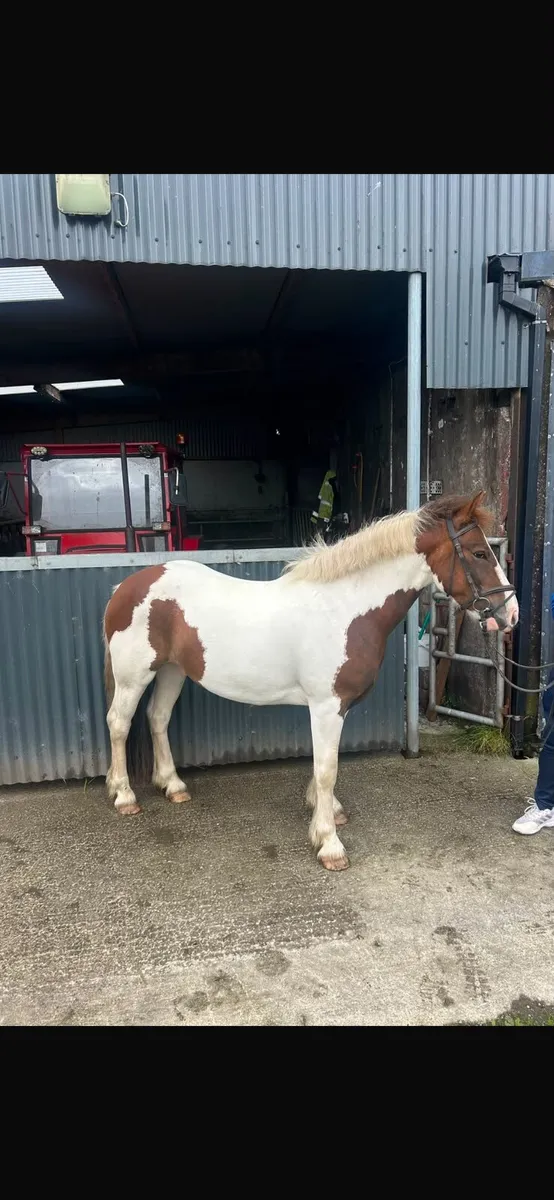138 future prospect - Image 3