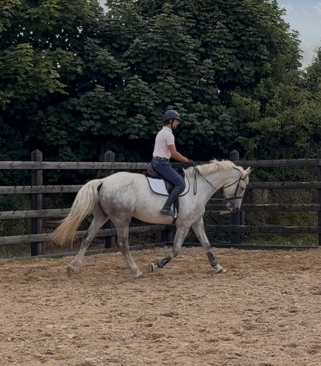 17h, class 1 ID mare, 2023 - Image 2