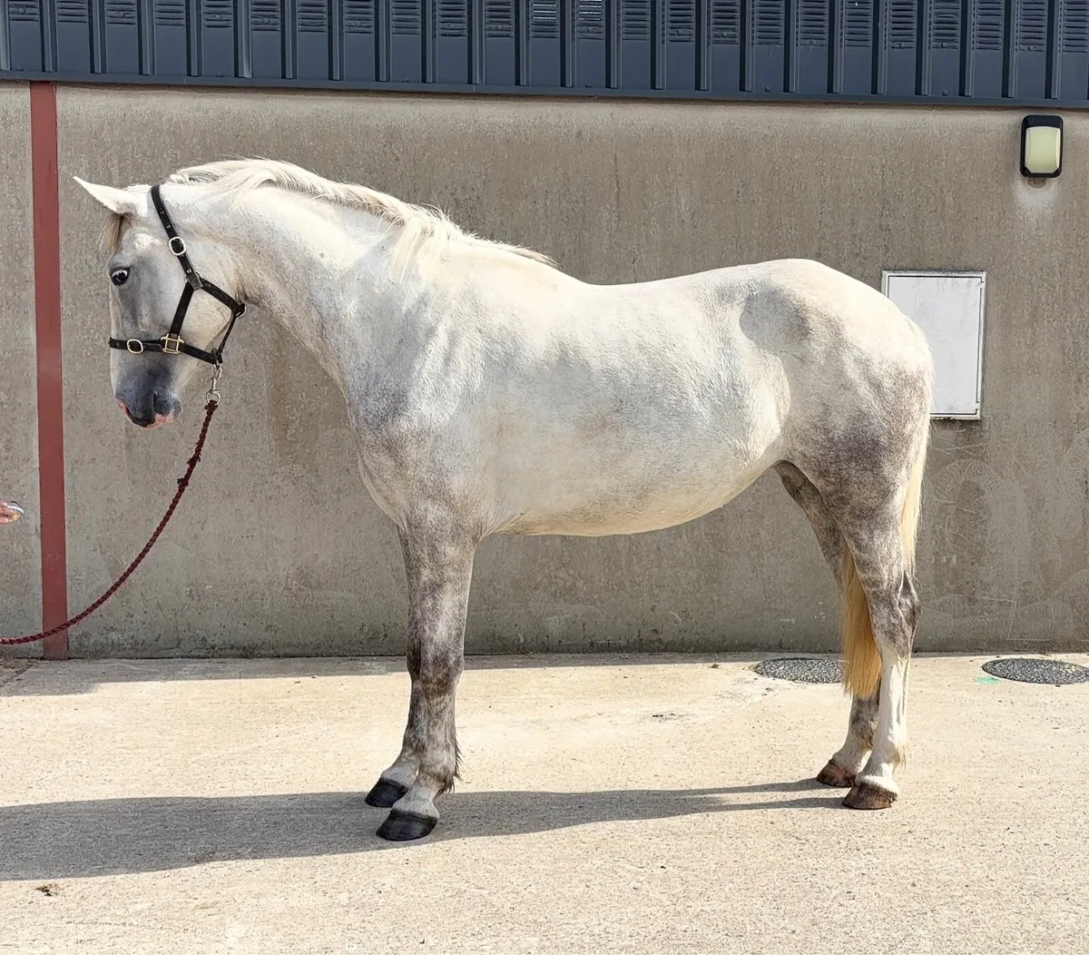 17h, class 1 ID mare, 2023 - Image 4