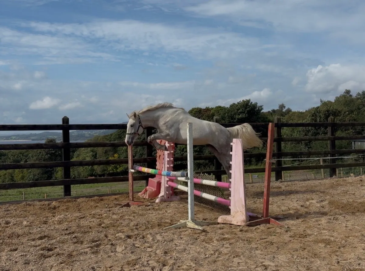 17h, class 1 ID mare, 2023 - Image 1