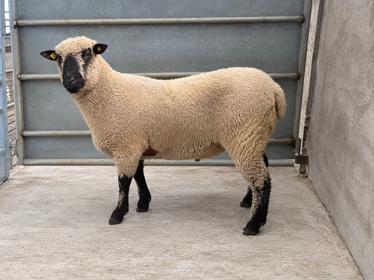 Shrophshire Ram and Shropshire Ram Lambs - Image 2