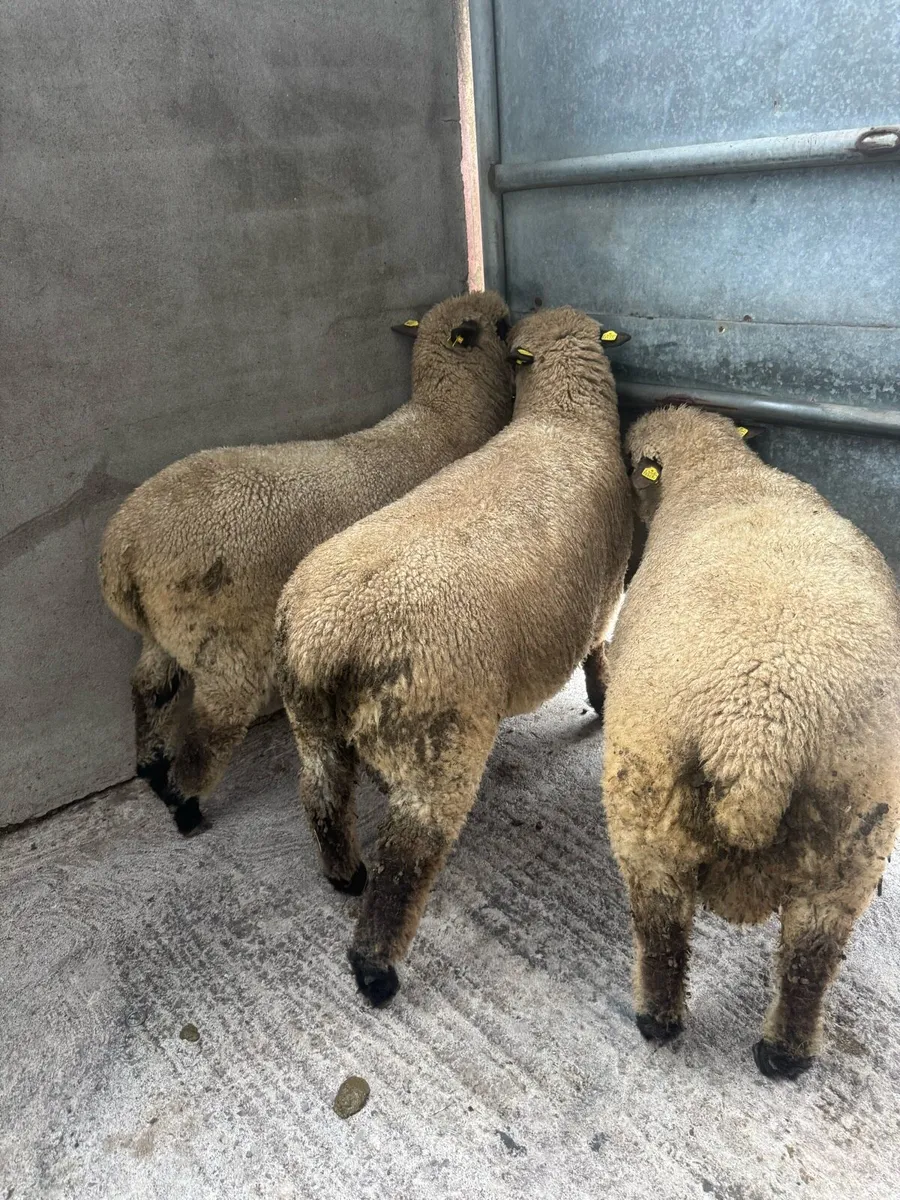 Shrophshire Ram and Shropshire Ram Lambs - Image 3
