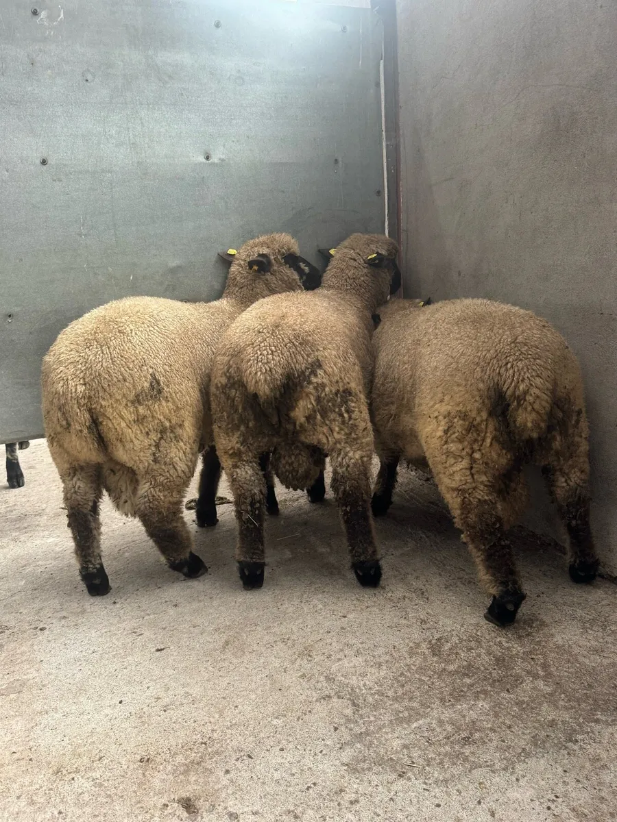 Shrophshire Ram and Shropshire Ram Lambs - Image 4