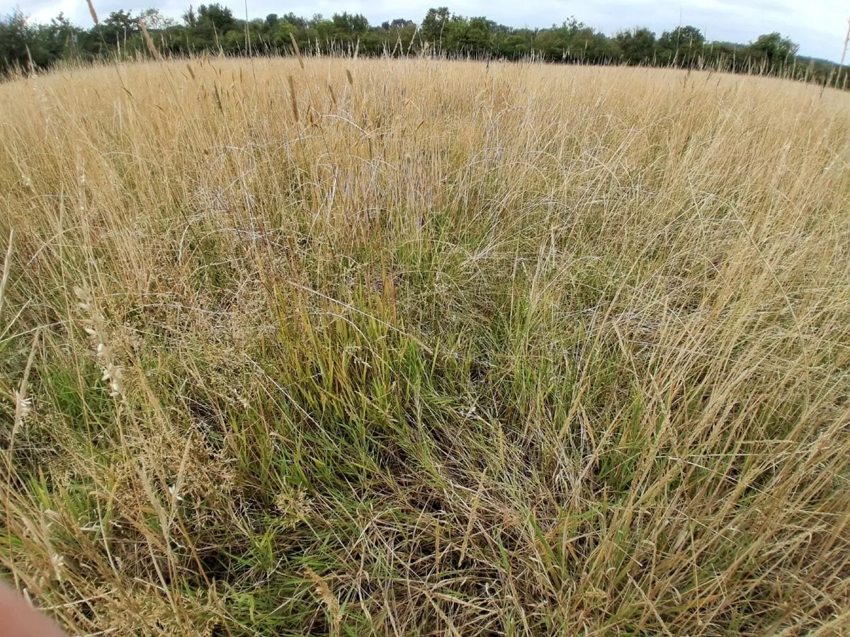 Meadow available to cut and take away, 6 acres - Image 2