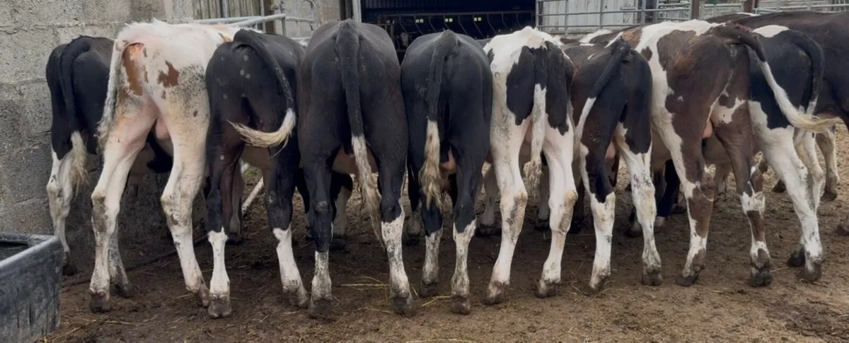 25 smashing fr bull runners - Image 1