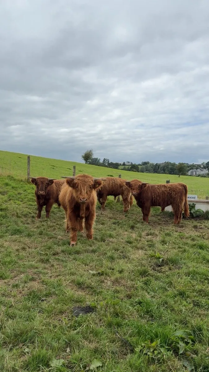 Pedigree Highland bulls - Image 2