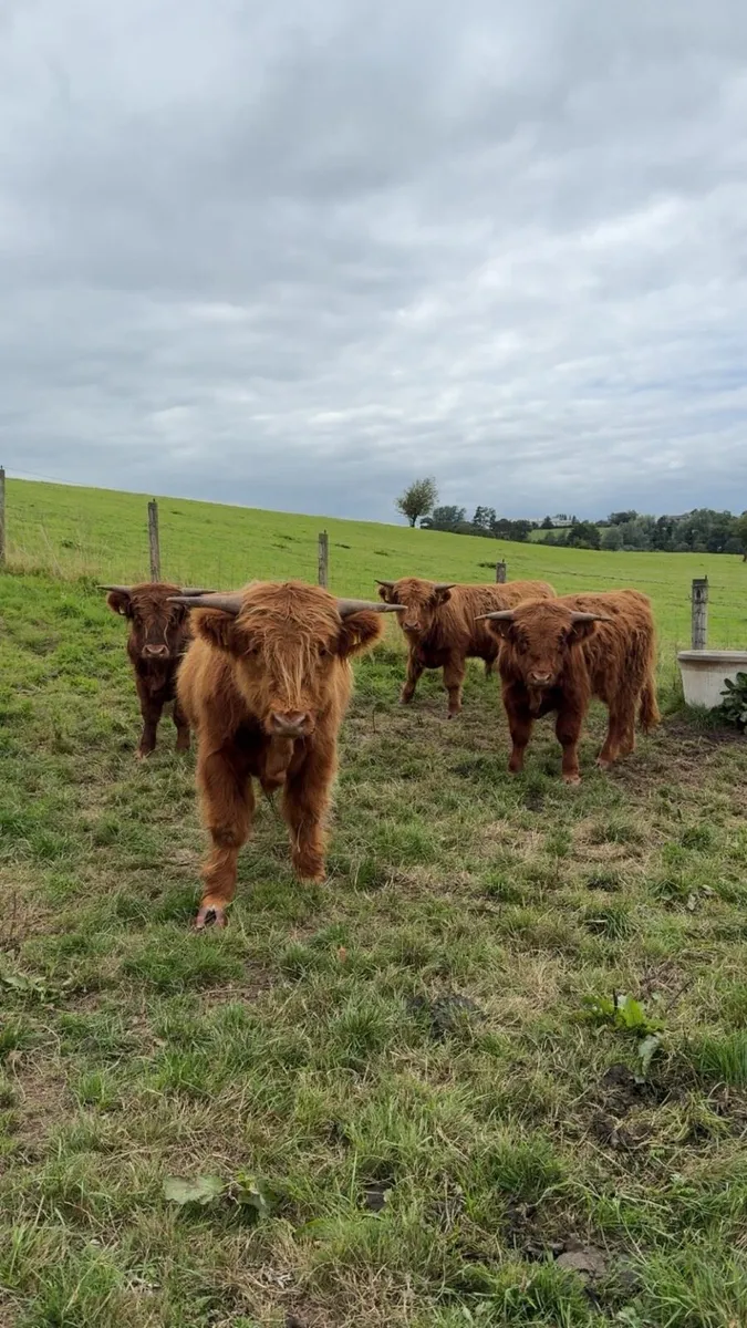 Pedigree Highland bulls - Image 1