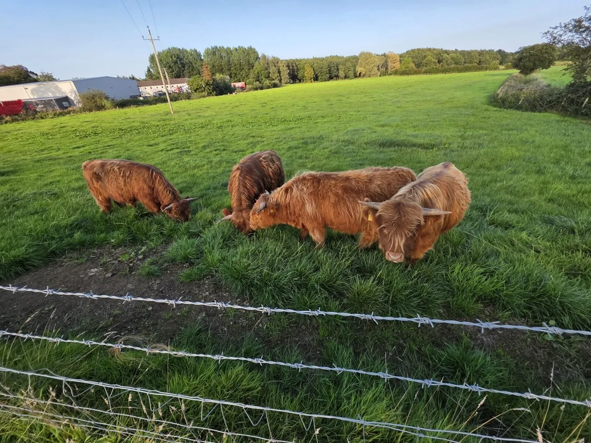 Pedigree Highland bulls - Image 3