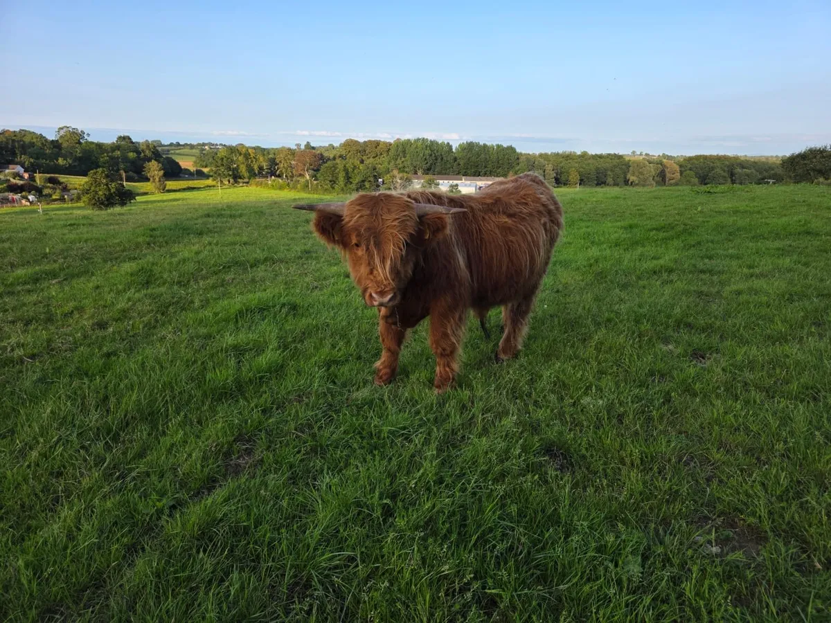 Pedigree Highland bulls - Image 4