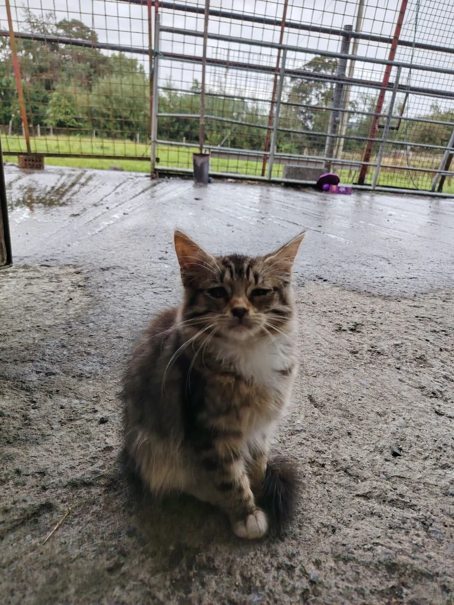 Kittens - Image 2