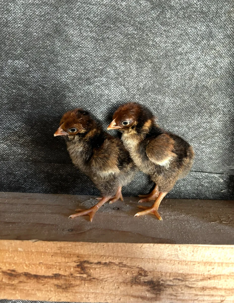 purebred day old chicks