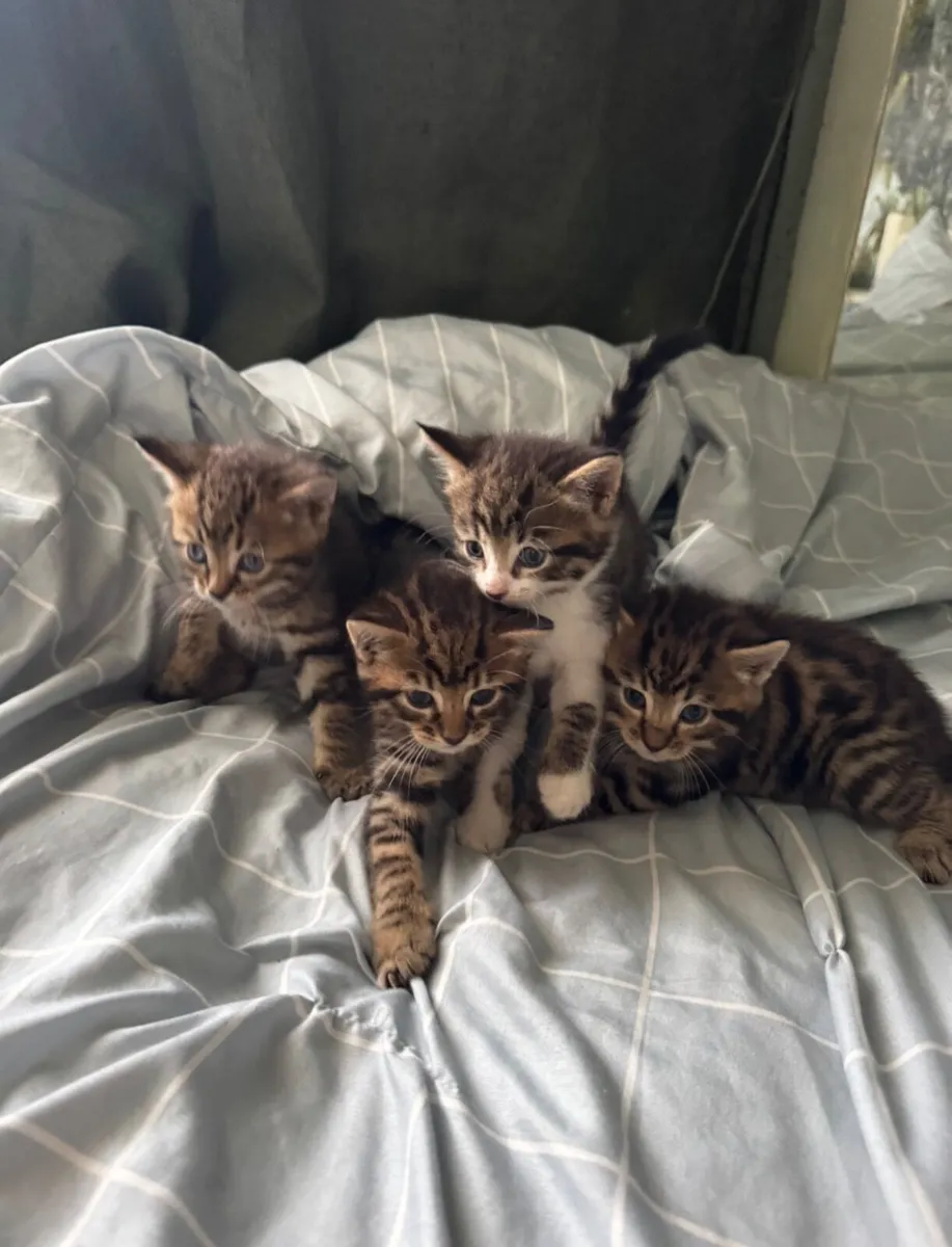 Kittens - Image 1