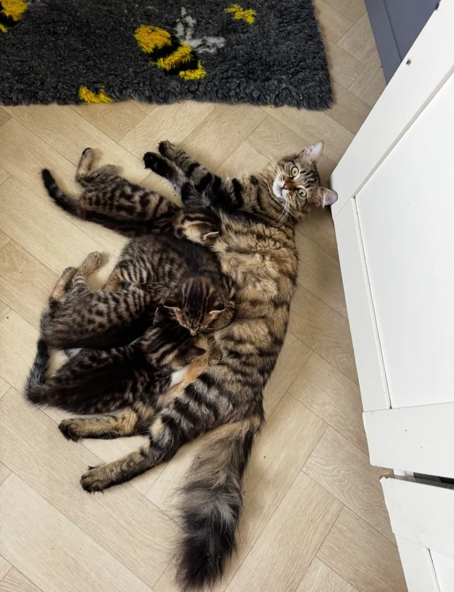 Kittens - Image 2