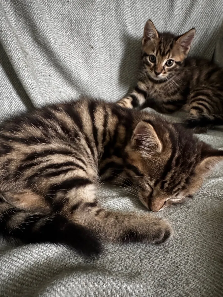 Kittens - Image 3