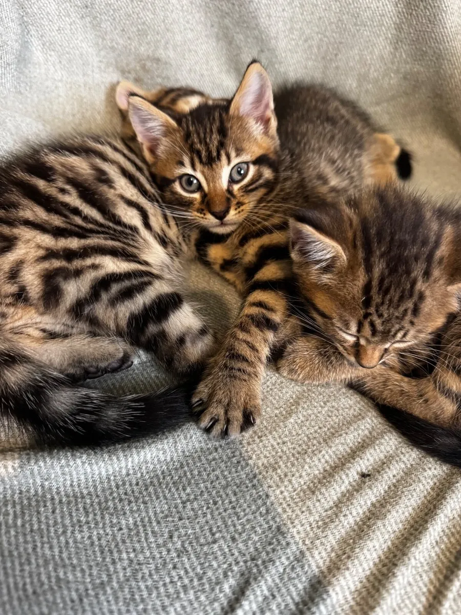 Kittens - Image 4